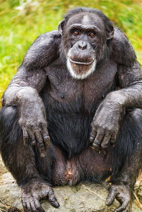 Male chimpanzee sitting - a photo on Flickriver