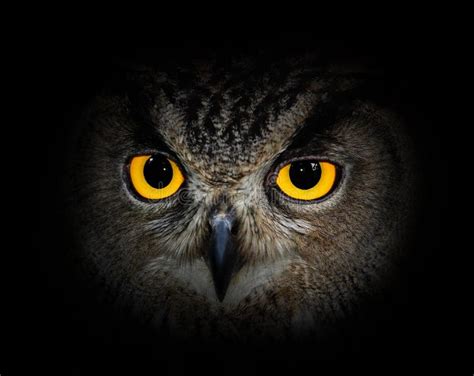 Eyes eagle owl stock photo. Image of dangerous, animal - 61157488