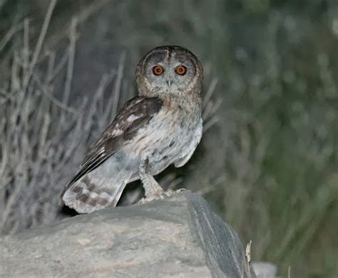 Species New to Science: [Ornithology • 2013] Strix omanensis | Omani Owl | Omaanse Uil • A New ...