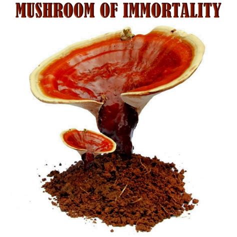 Lingzhi, Reishi Mushroom, Dowels, Mycelium, Spores, Seeds Prijs:...