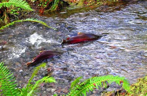 Coho Salmon - Description, Habitat, Image, Diet, and Interesting Facts