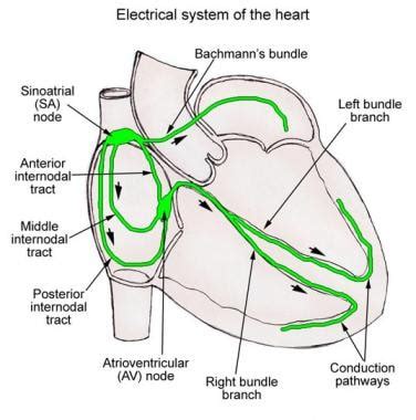 Describe the Conduction Pathway of the Heart - Jaycee-has-Mcknight