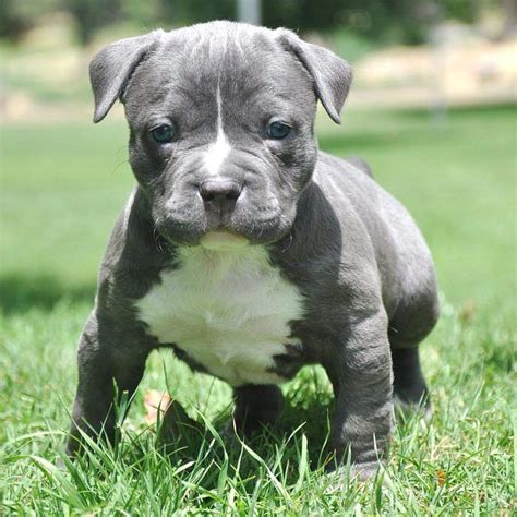 Free download Blue Pitbull Puppy On Grass Puppies Wallpaper Picture 795 [799x800] for your ...