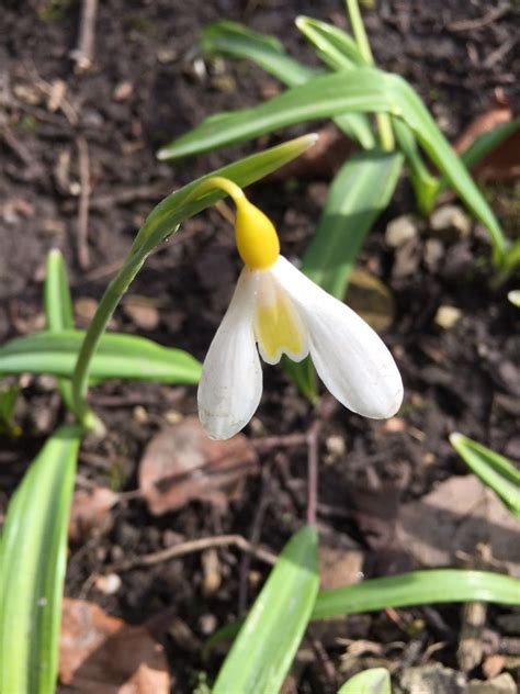 Snowdrop Wendy's Gold | Amazing gardens, Royal garden, Large flowers