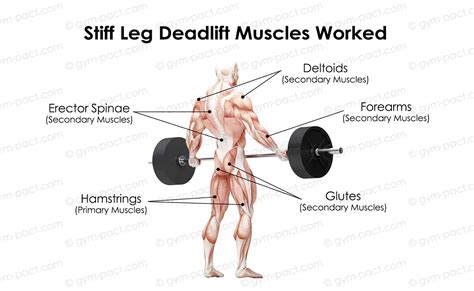 Stiff Leg Deadlift 101: Exercise Guide For Strong Hamstrings