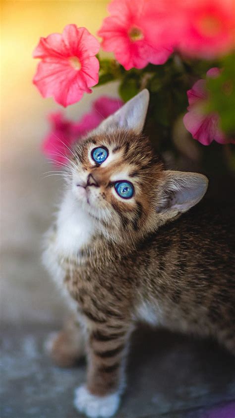 Cute Kitten Blue Eyes Flower 4K Ultra HD Mobile Phone Wallpaper