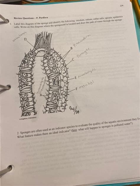 Solved 224 Review Questions - P. Porifera Label this diagram | Chegg.com