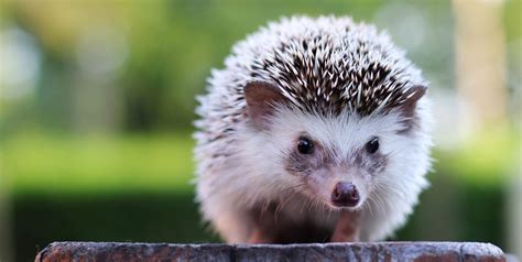 What It's Like Having a Hedgehog as a Pet - Caring for a Pet Hedgehog