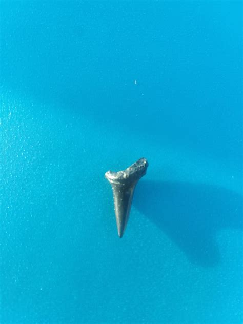 So I found this old solid black shark tooth on myrtle beach today. Any idea what shark it came ...