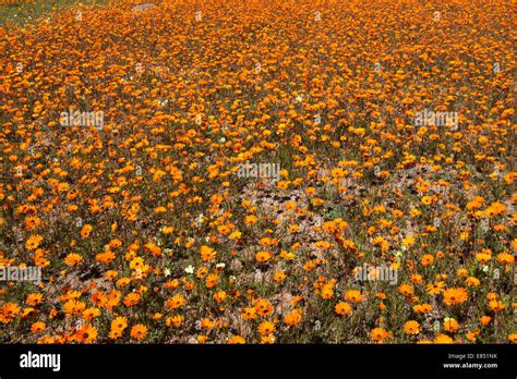 Flowers in the Namaqua National Park in South Africa Stock Photo - Alamy