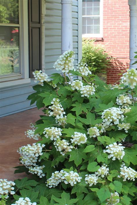 Buy Pee Wee Dwarf Oakleaf Hydrangea For Sale Online From Wilson Bros ...