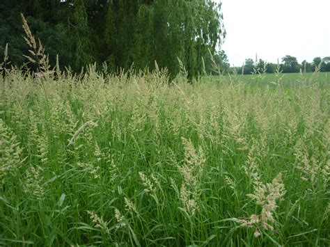 Reed Canary Grass (Phalaris arundinaces): Management Guide – Wisconsin Horticulture