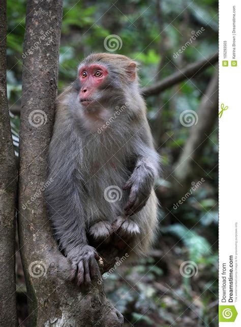 Feral Rhesus Monkeys Living in Zhangjiajie National Park China Stock Image - Image of mulatta ...