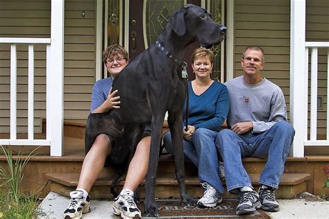 Photos: Zeus, the World's Tallest Dog | World's tallest dog, Worlds biggest dog, Tallest dog