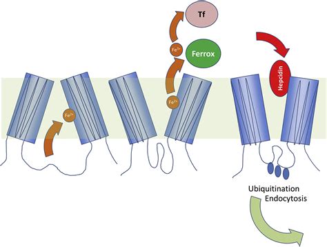 Ironing out Ferroportin: Cell Metabolism