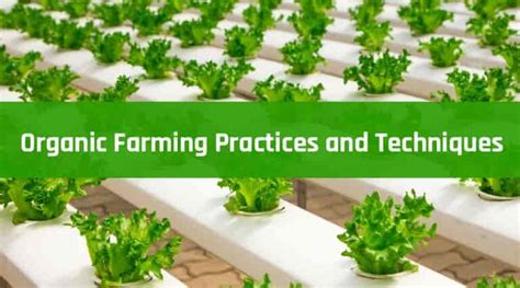 Organic Farming Practices and Techniques | HealthtoStyle