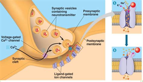 Synaptic Cleft Diagram Diagram | Quizlet