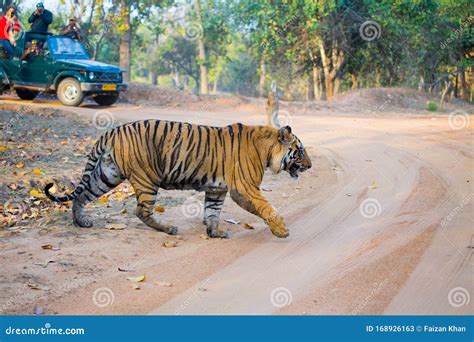 Royal Bengal Tiger Jungle Safari Editorial Stock Photo - Image of clicked, wildlife: 168926163