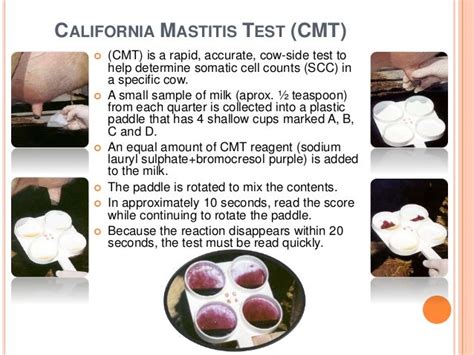 MASTITIS DIAGNOSIS by ADIL RASOOL PARAY