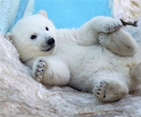 Polar Bear Cub | Polar bear cub, Bear cubs, Polar bear