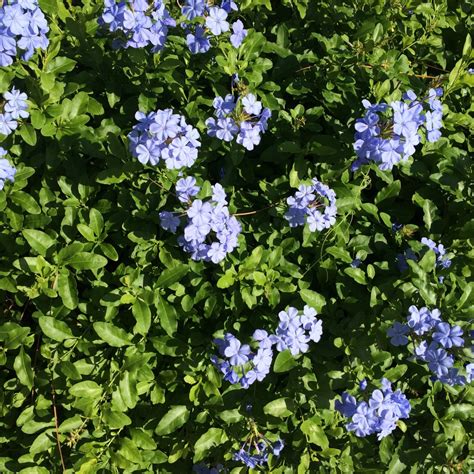 Plumbago | Michael Flaugh Landscape Architect