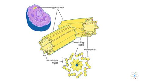 Centrosome: Definition, Structure & Function (with Diagram) | Sciencing