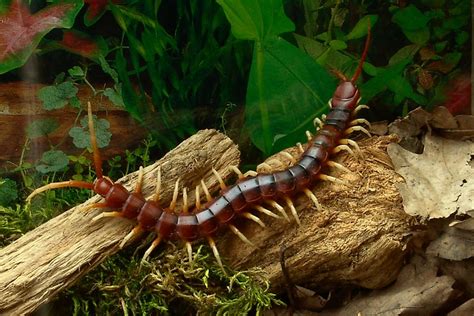 What Is The World's Largest Centipede? - WorldAtlas