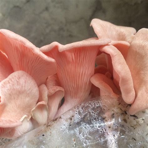 Pink Oyster Mushroom Spawn - 2kg - Mushrush Fungi Specialists