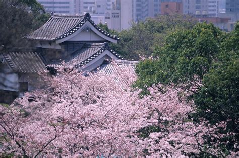 Fukuoka Castle Ruins | The Official Guide to Fukuoka City - yokanavi.com