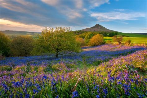 North York Moors National Park – Institute for the Study of Western Civilization