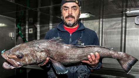 Antarctic Toothfish