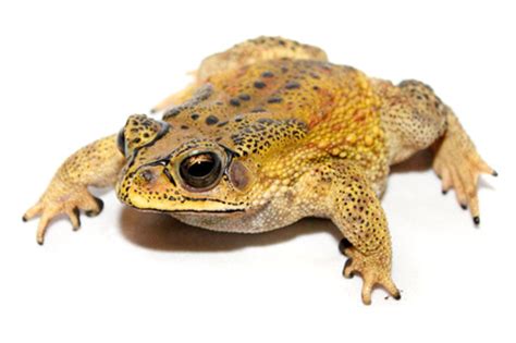 Black-Spined Toad Care Sheet - Bufo melanostictus/Duttaphrynus melanostictus - Common Indian ...