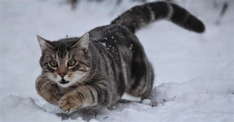 Small Animal Talk: Cats playing in the snow and learning resources in animal welfare science ...