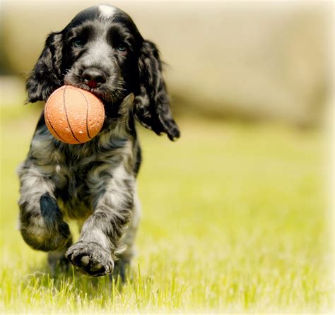 Cocker Spaniel Direction Training - Easy Spaniel Training