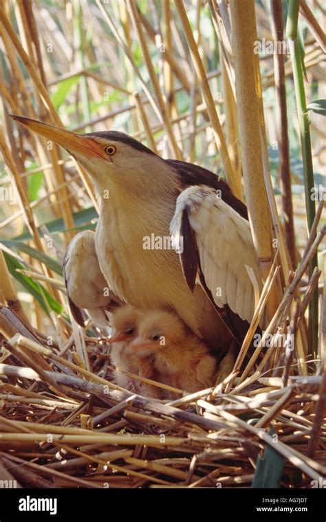 Bittern at the nest hi-res stock photography and images - Alamy