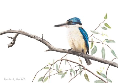 Sacred Kingfisher - Fine Art Print - Australian Wildlife Art by Rachel Hollis