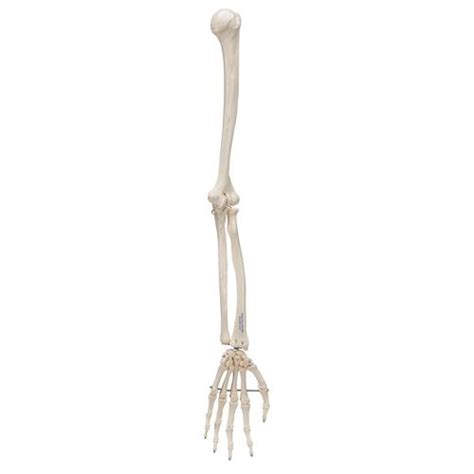 Human Arm Skeleton Model, Wire Mounted - 3B Smart Anatomy - 1019371 ...