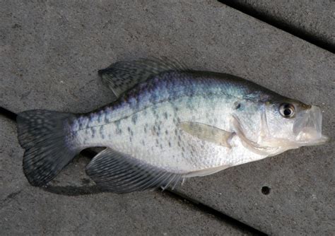 Crappie, White MNbowfinangler | www.roughfish.com