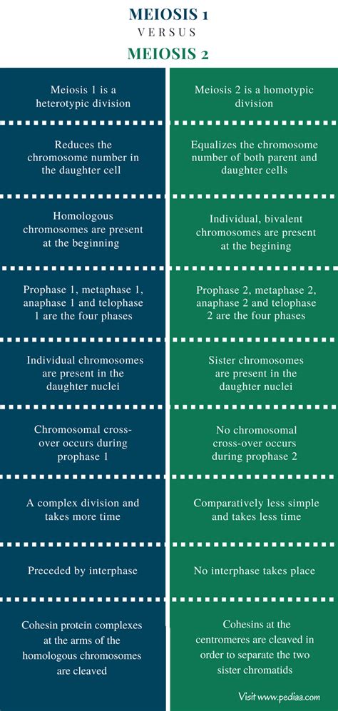 Difference Between Meiosis 1 and Meiosis 2 | Stages, Process, Function, Comparison