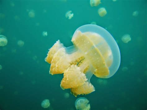 Jellyfish Stings and Other Sea Creature Stings - Dream Health