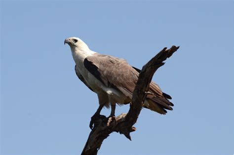 White-bellied Sea Eagle - Birds SA