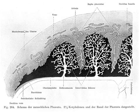 Histology, Human placenta | Wellcome Collection