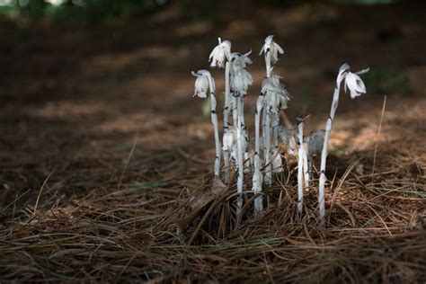 Ghost Plant: The Mysterious Beauty of Nature - Plantora