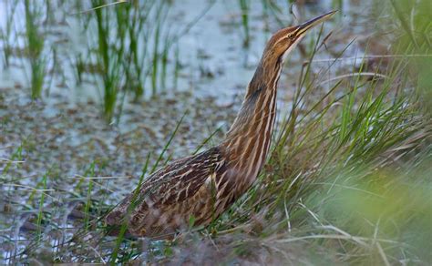 Bittern Facts: Identification, Diet, Migration Info etc. - Binocular Base