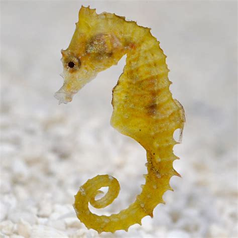 Dwarf Seahorse: Saltwater Aquarium Nano Fish