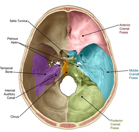 Skull Base Tumors | MD Anderson Cancer Center