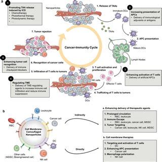 a) Schematic illustration of the strategies to induce antitumor ...