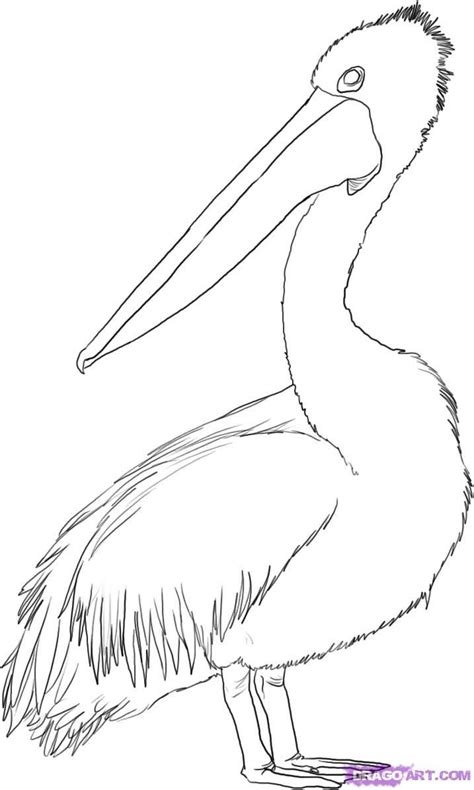 How To Draw A Pelican, Step by Step, Drawing Guide, by Dawn | Pelican ...