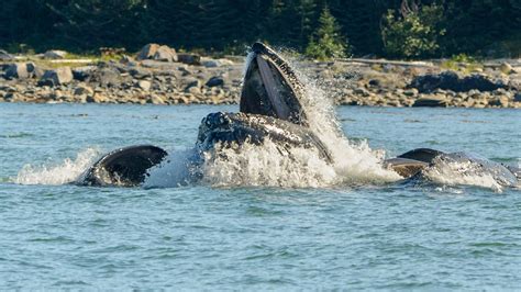 Alaskan Wildlife Photography Cruise 2025 – Jeff Wendorff Photography