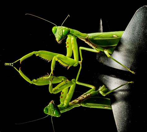 Praying Mantis Flower Camouflage | Best Flower Site